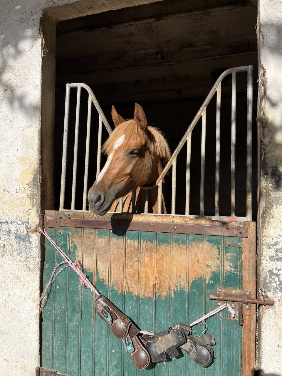 Liberty des Palisse - PFS - 5 ans 