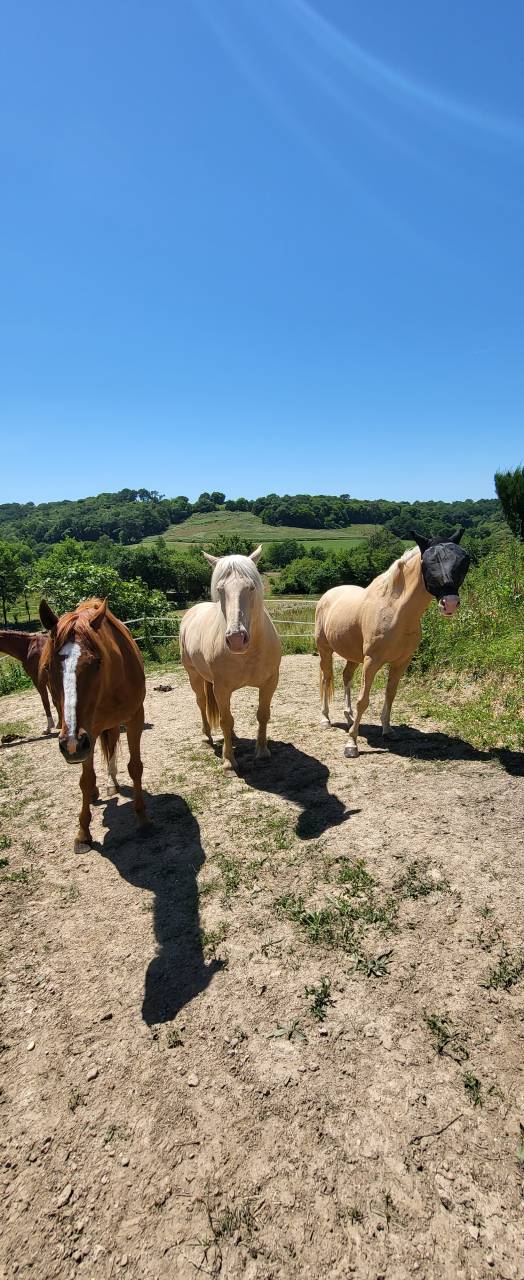 Pension chevaux &eacute;quipiste - Les Sabots d'Arthez (64370)