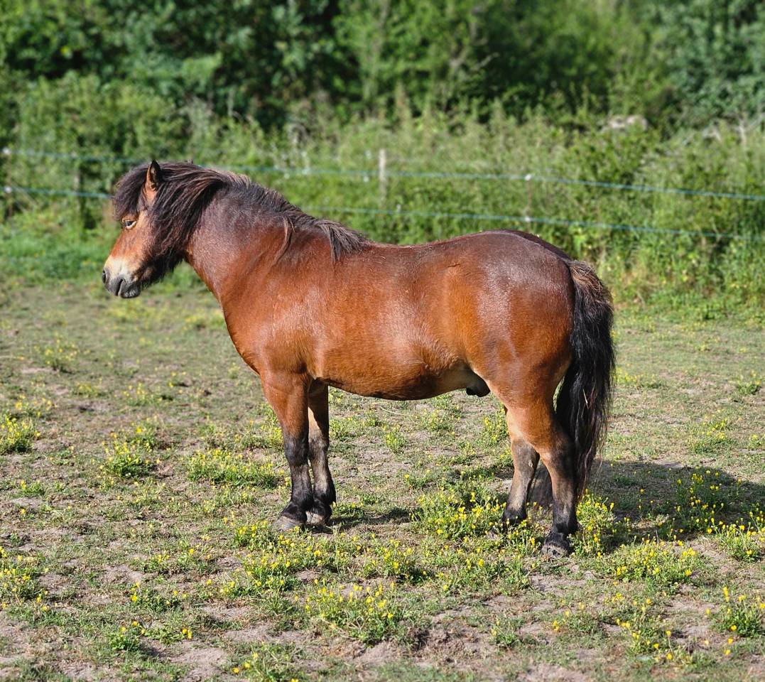 Superbe hongre miniature am&eacute;ricain 4 ans bai PP Amha 