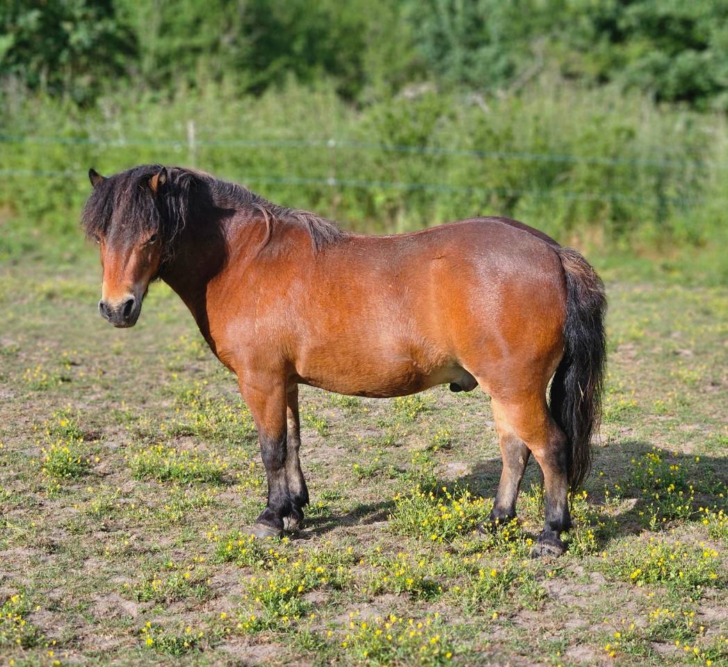Superbe hongre miniature am&eacute;ricain 4 ans bai PP Amha 