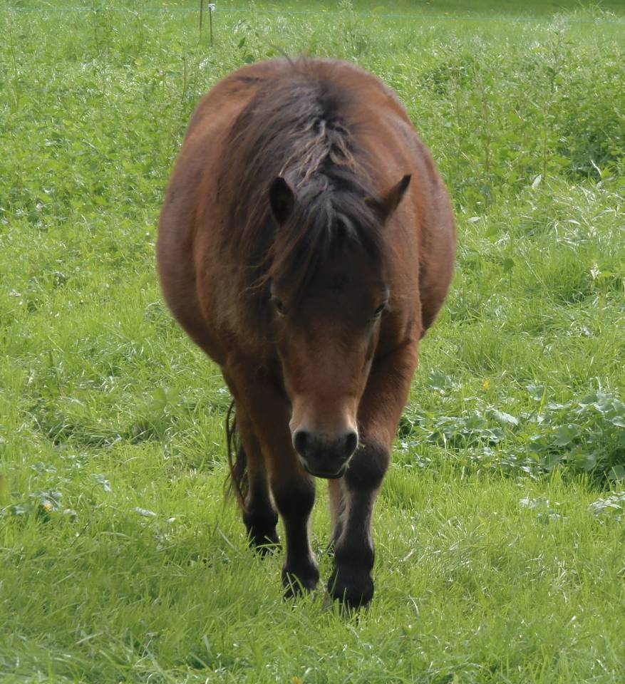 Superbe hongre miniature am&eacute;ricain 4 ans bai PP Amha 