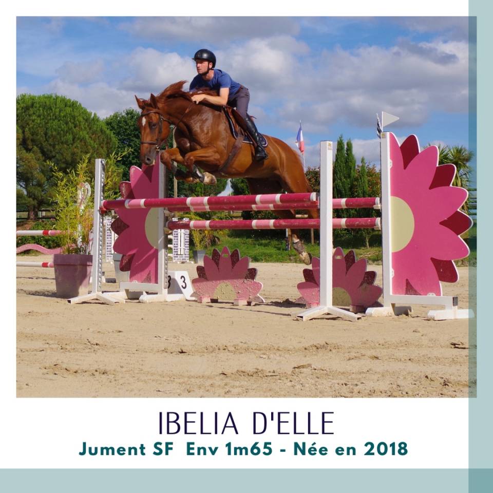Jument CSO 10 pts PACE / Top famille (1m45)