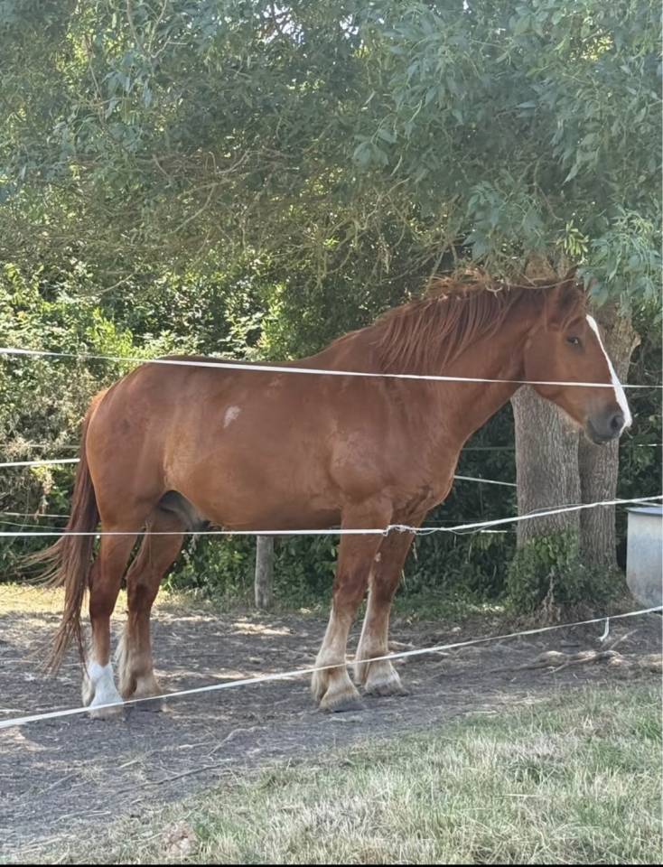 &Agrave; VENDRE &ndash; Cheval crois&eacute; Breton x Selle Fran&ccedil;ais