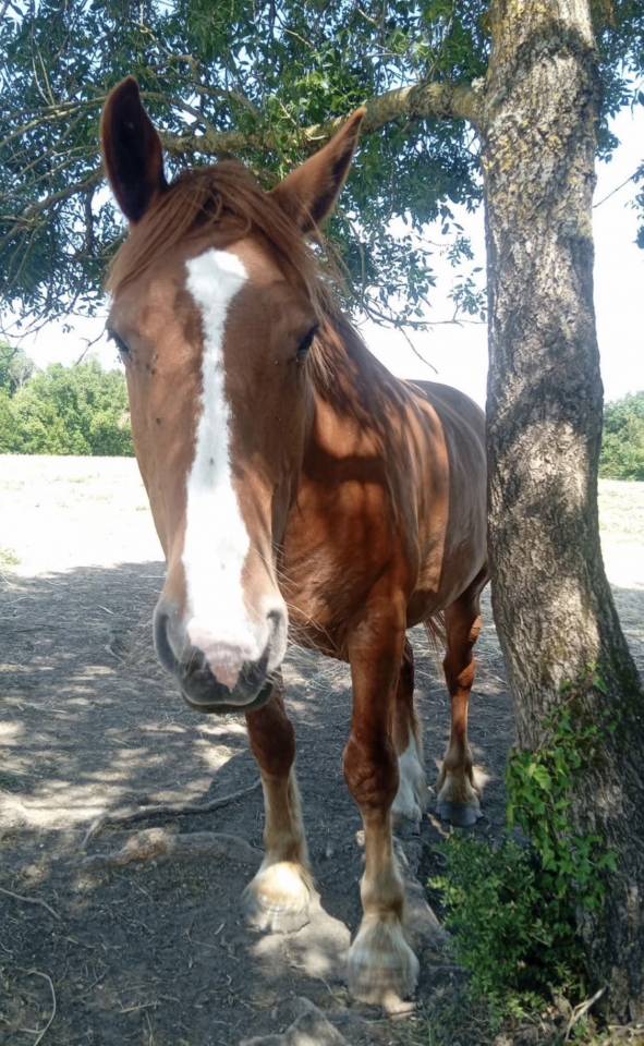 &Agrave; VENDRE &ndash; Cheval crois&eacute; Breton x Selle Fran&ccedil;ais