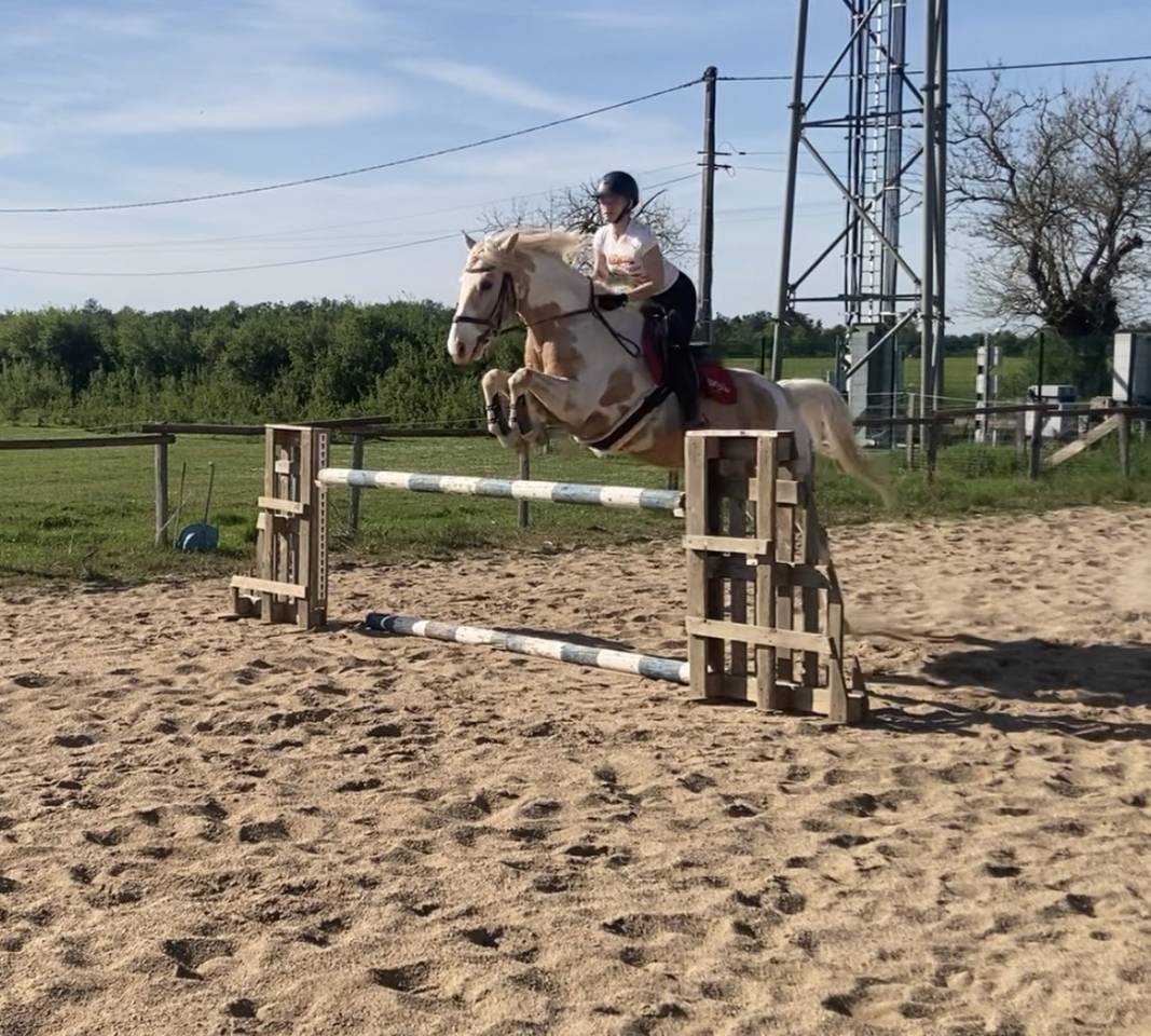 Hongre pie palomino &ndash; 14 ans &ndash; Ma&icirc;tre d&rsquo;&eacute;cole 