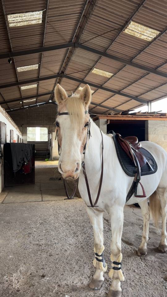Hongre pie palomino &ndash; 14 ans &ndash; Ma&icirc;tre d&rsquo;&eacute;cole 