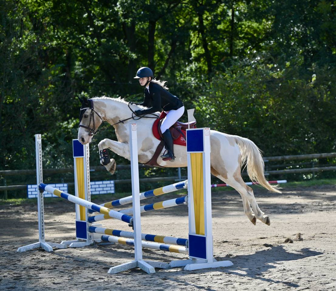 Hongre pie palomino &ndash; 14 ans &ndash; Ma&icirc;tre d&rsquo;&eacute;cole 