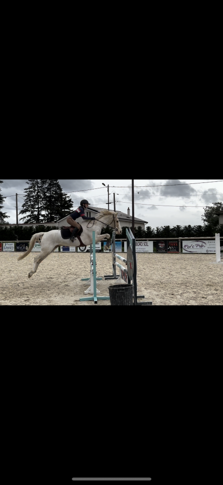 Hongre pie palomino &ndash; 14 ans &ndash; Ma&icirc;tre d&rsquo;&eacute;cole 