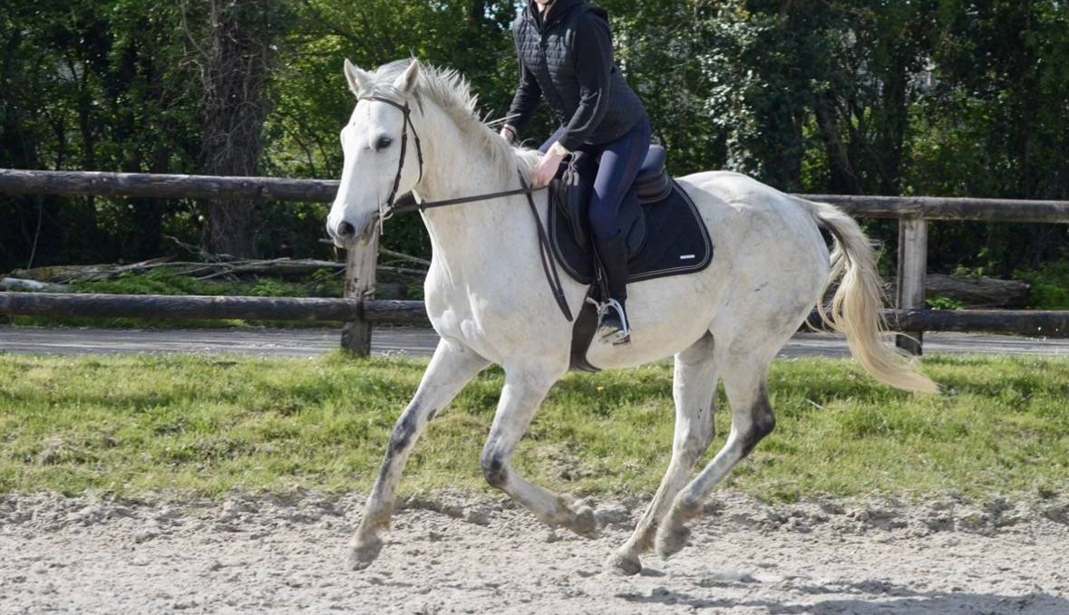 Demi pension cheval 