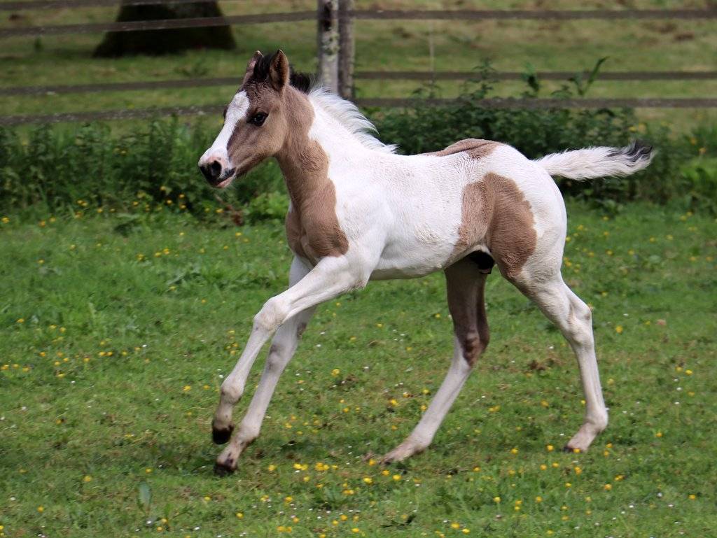Crush - Poulain grullo tobiano origine cutting/ranch