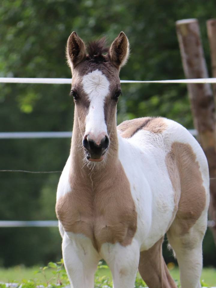 Crush - Poulain grullo tobiano origine cutting/ranch