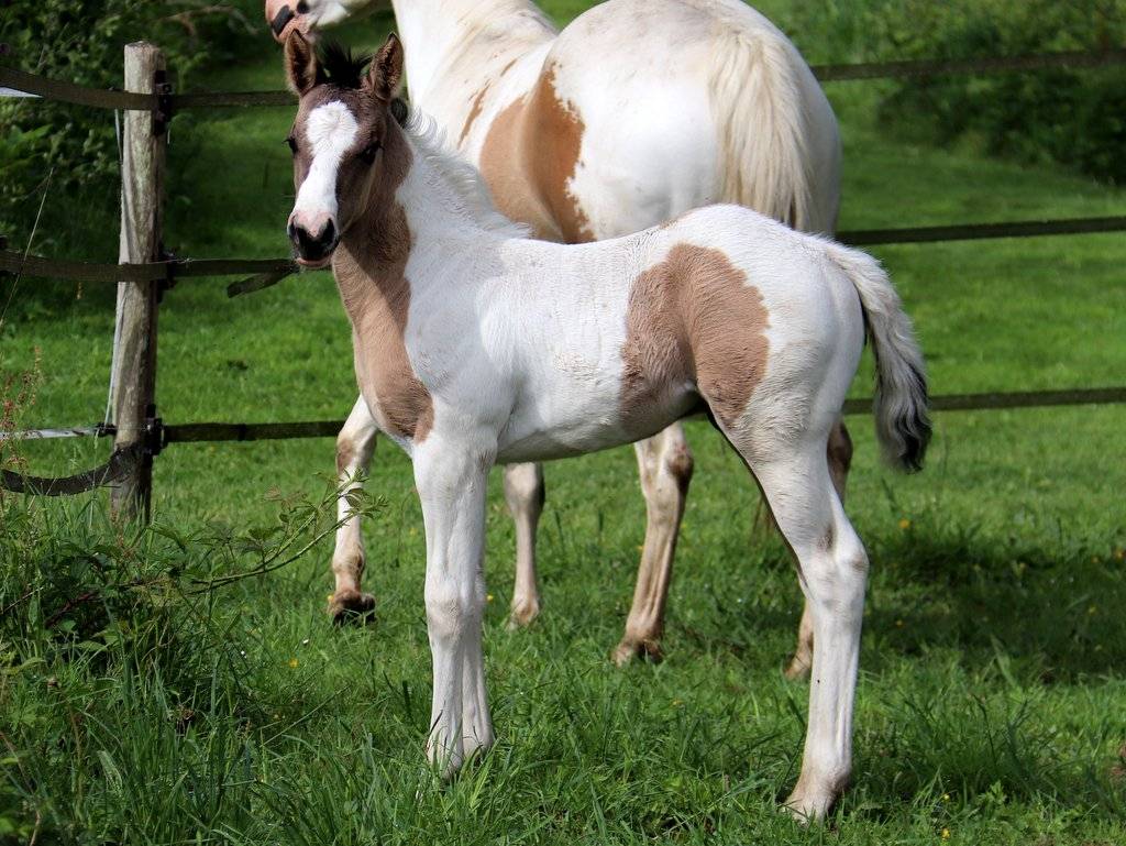 Crush - Poulain grullo tobiano origine cutting/ranch