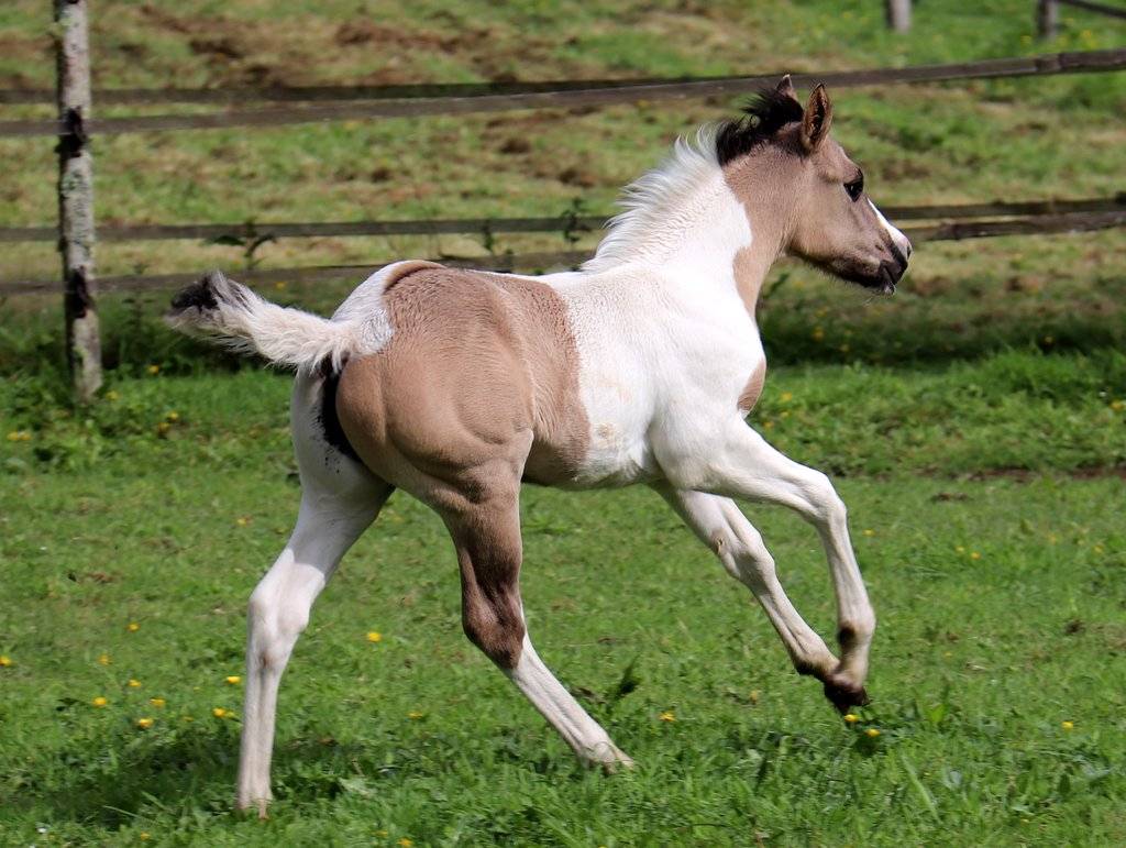 Crush - Poulain grullo tobiano origine cutting/ranch