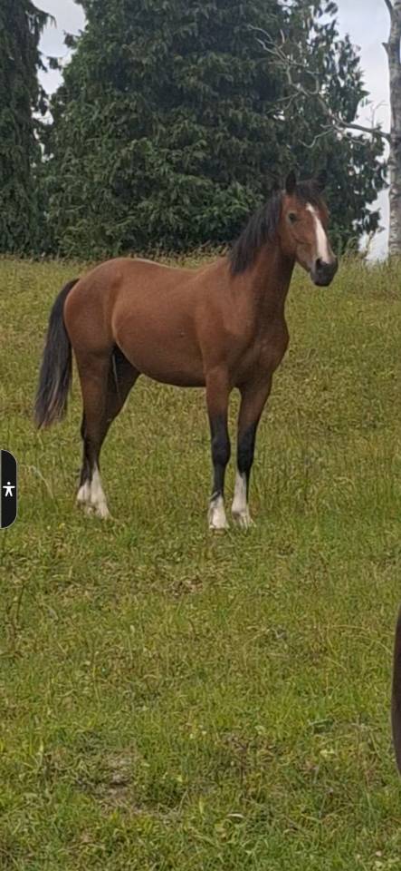 Pfs 2 ans top modele top mental
