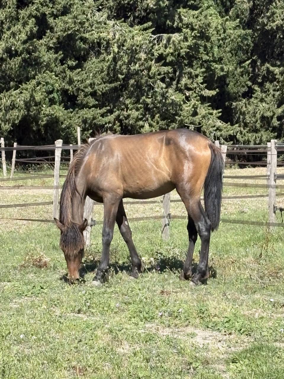 Pouliche pure race espagnole