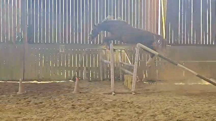 Hongre 2 ans, SF, par Master van de Helle (BEL)