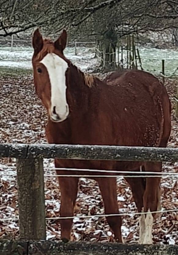 Hongre 2 ans, SF, par Master van de Helle (BEL)