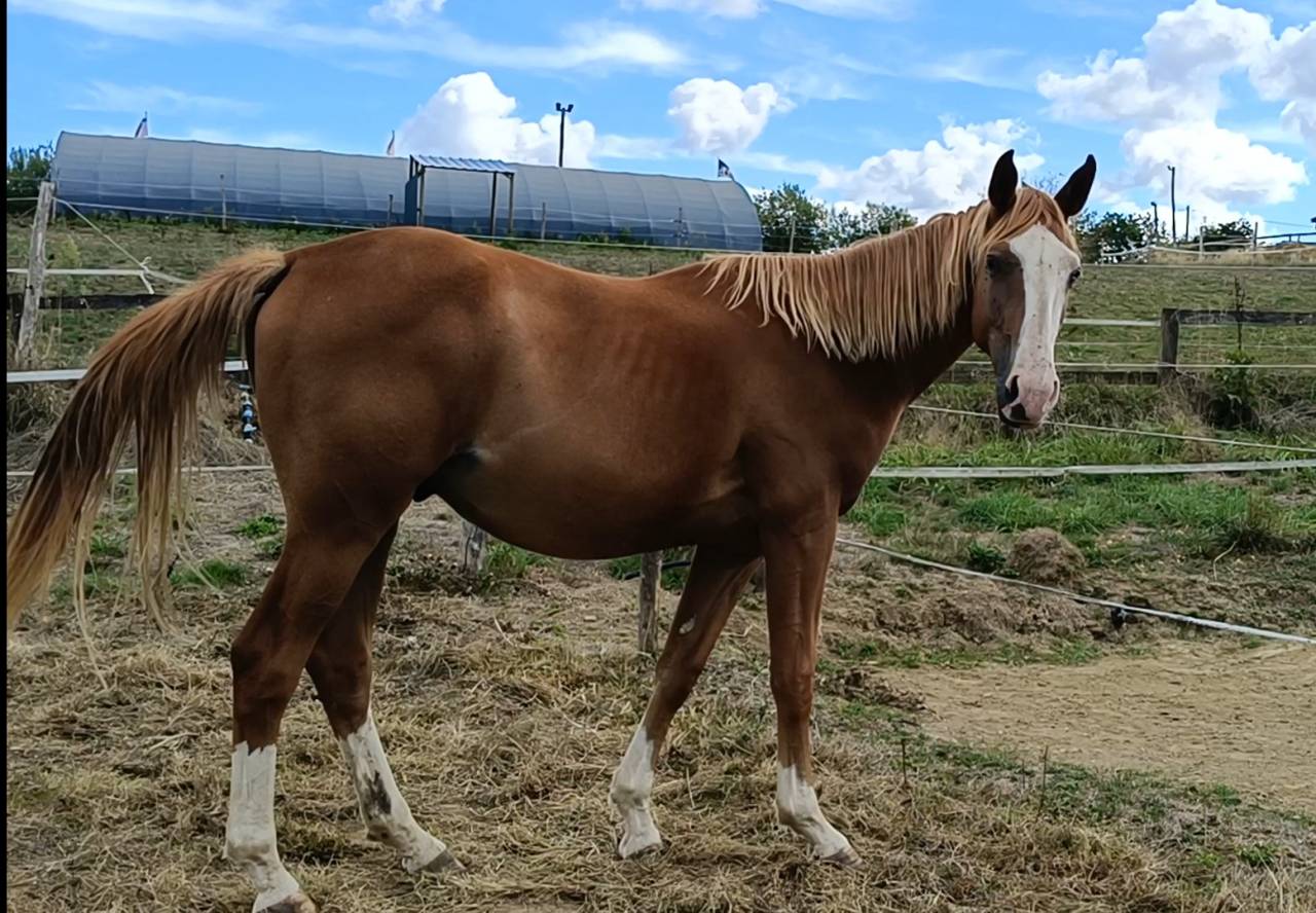 Hongre 2 ans, SF, par Master van de Helle (BEL)