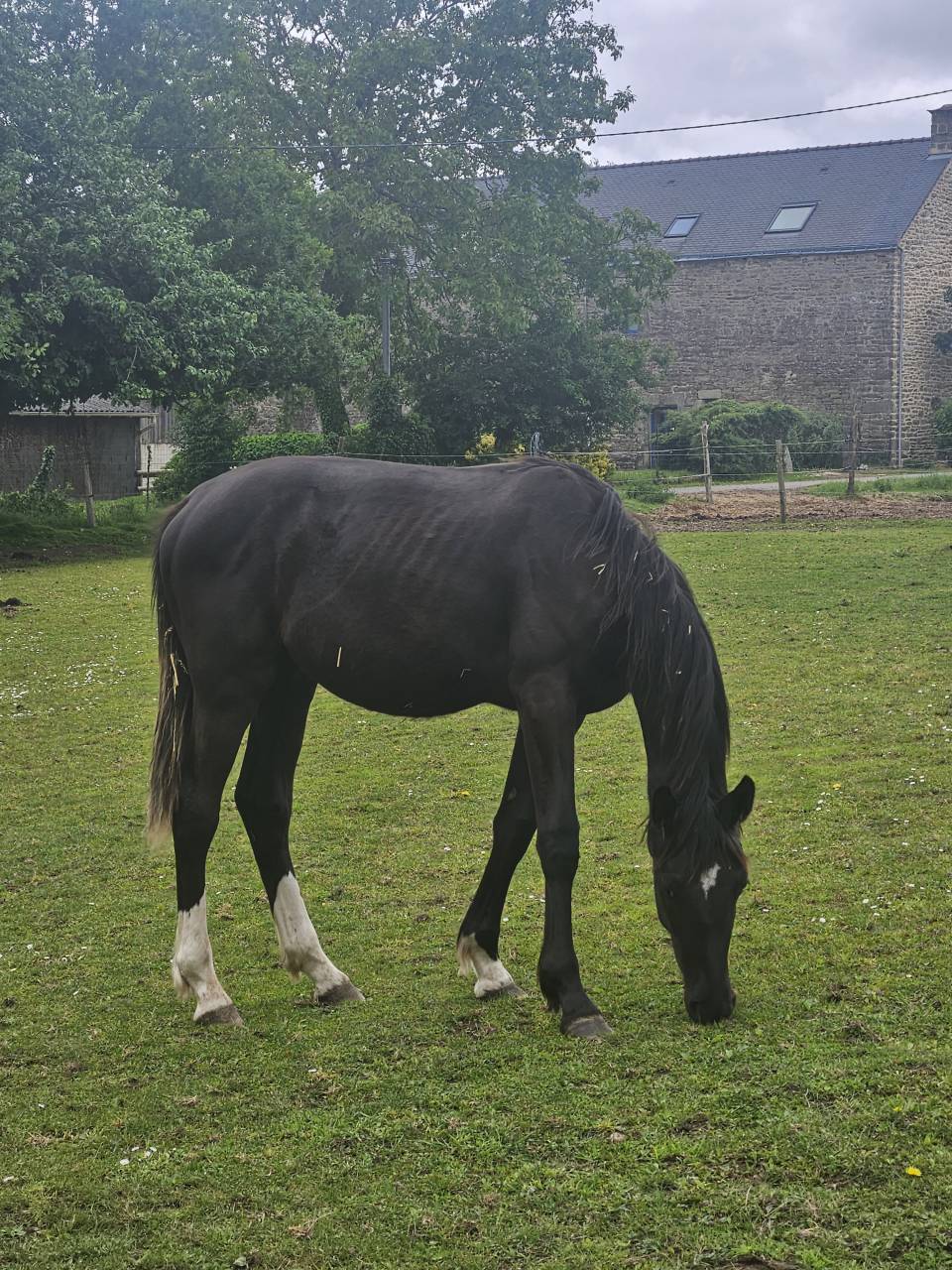 Poulain BWP