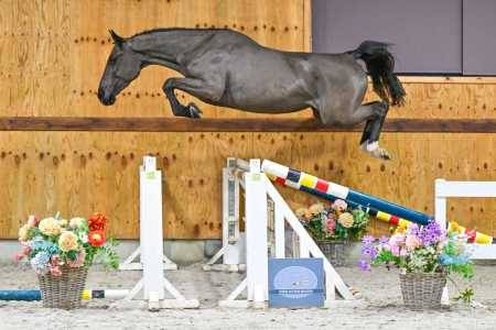 Poulain BWP