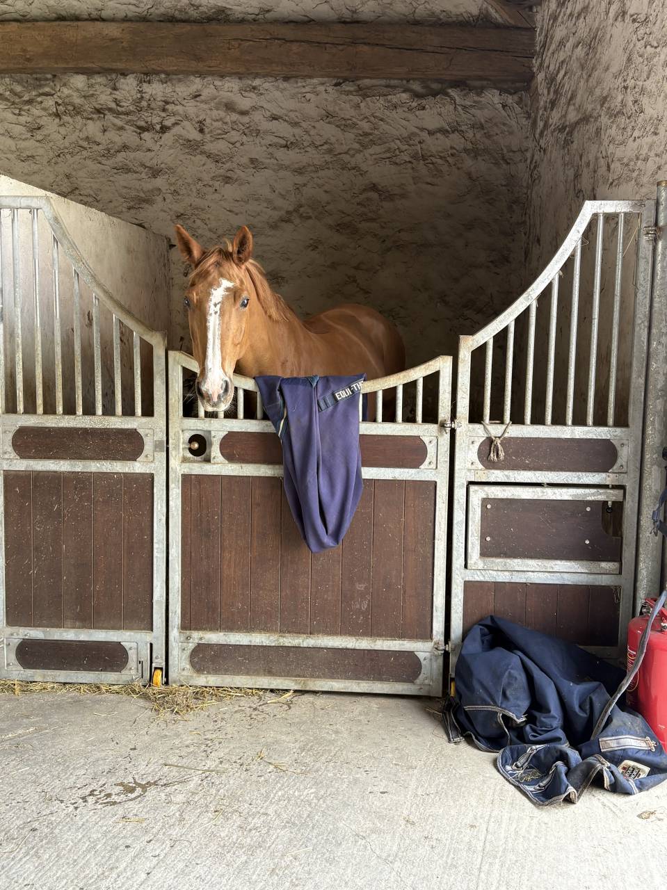 Cheval de sport 