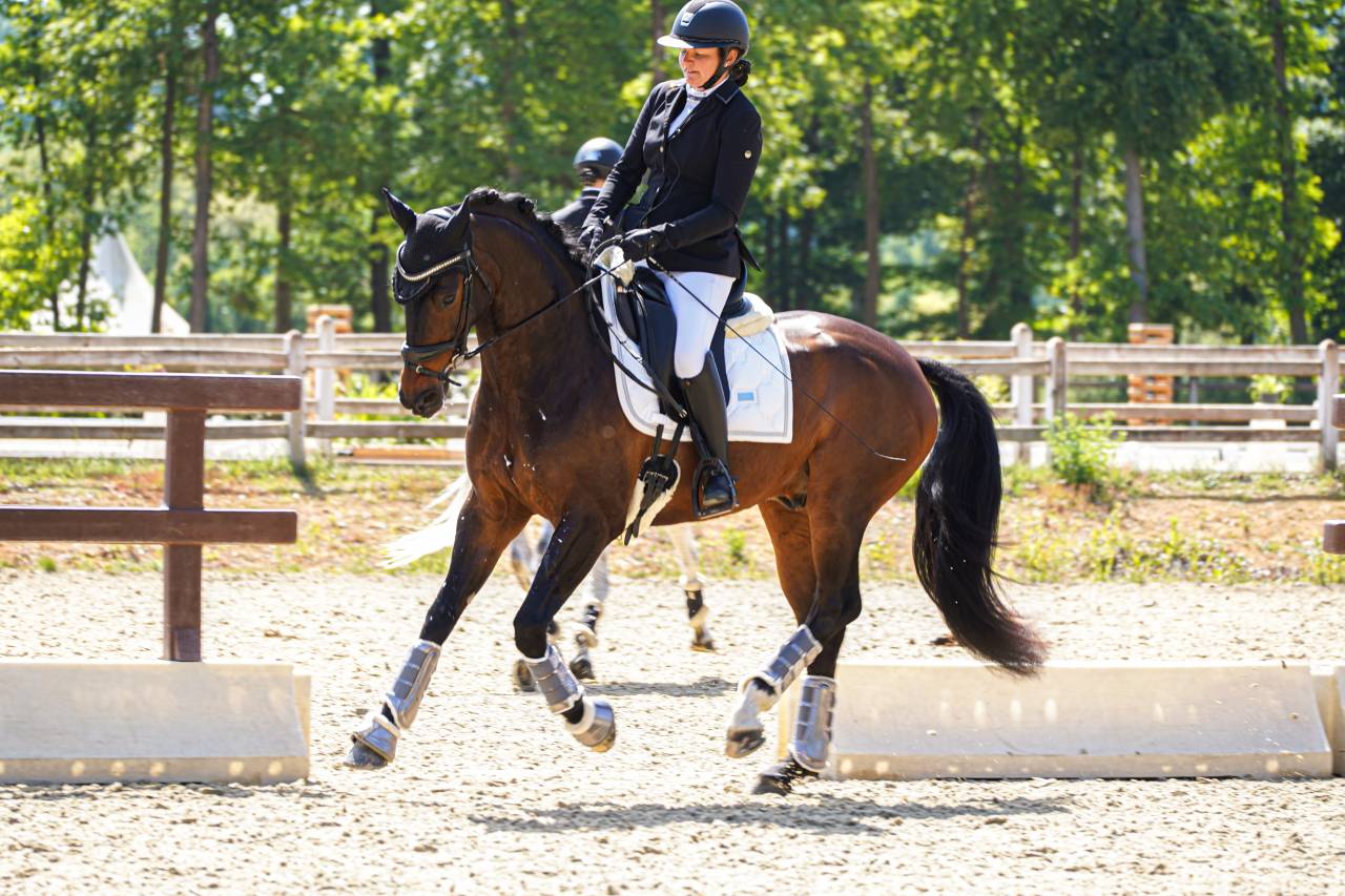 Cheval Dressage 6 ans 