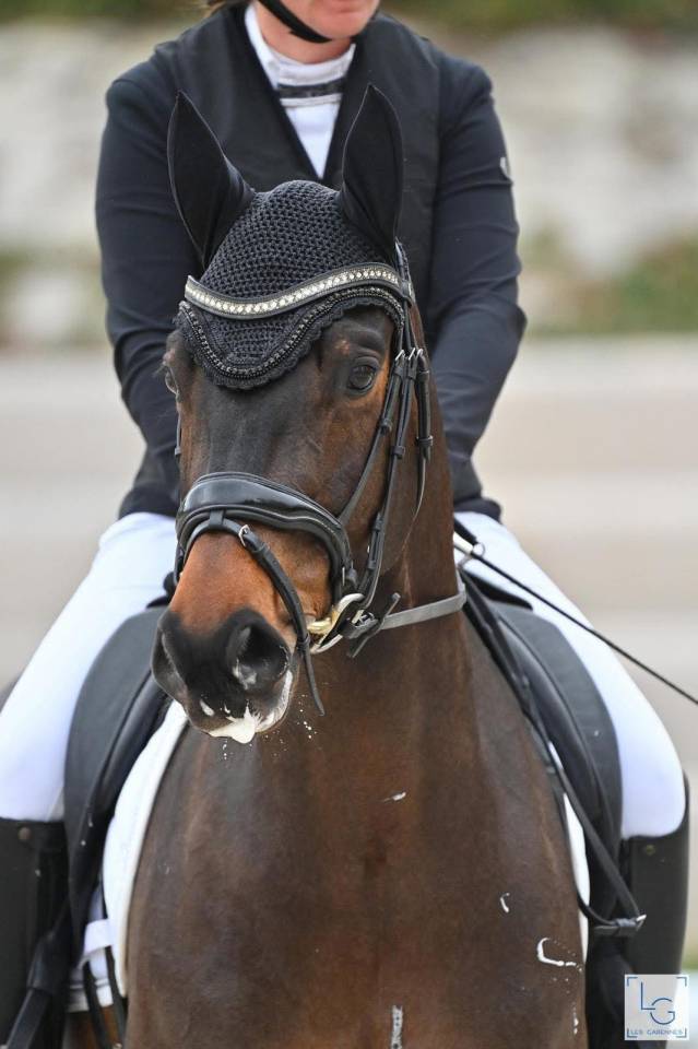 Cheval Dressage 6 ans 