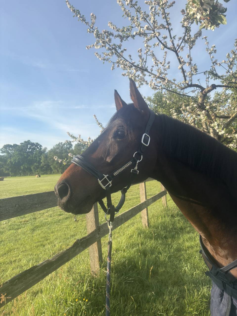 Cheval Dressage 6 ans 