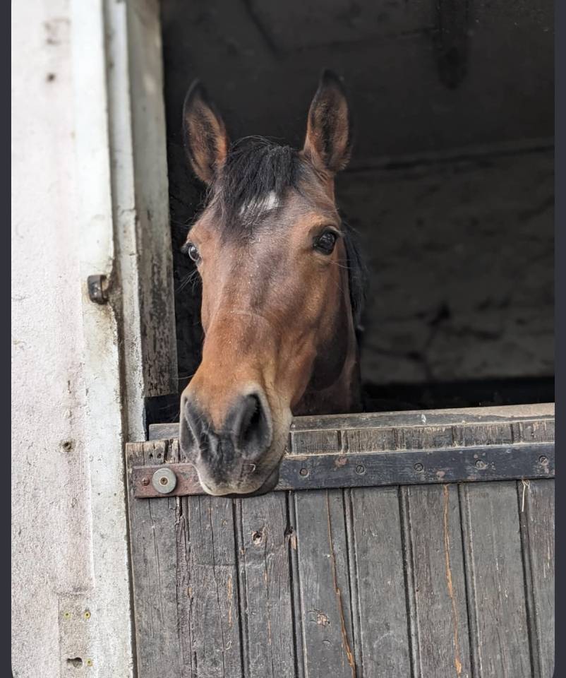 &Agrave; vendre ponette 11 ans polyvalente 
