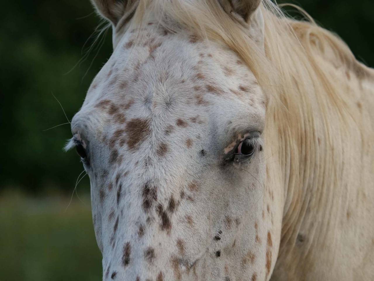 Appaloosa L&eacute;opard hongre plein papier 