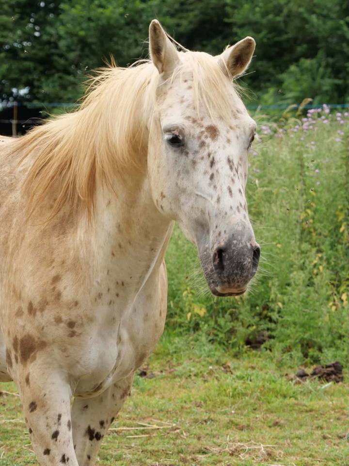 Appaloosa L&eacute;opard hongre plein papier 