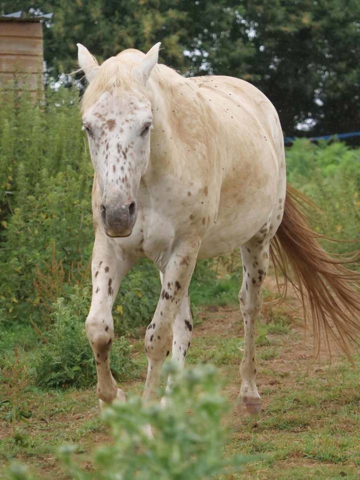 Appaloosa L&eacute;opard hongre plein papier 