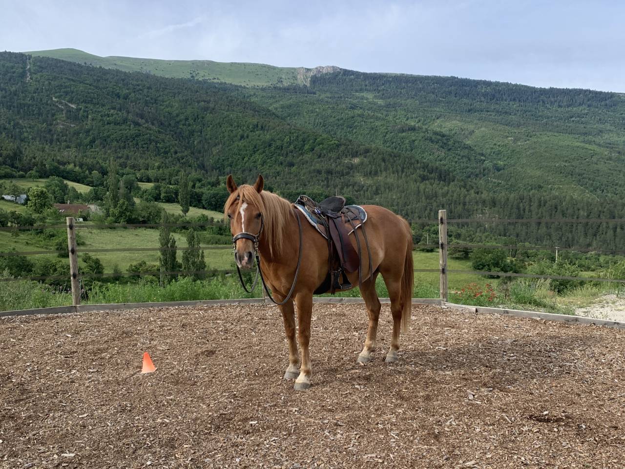 Cheval de loisir OC 5 ans
