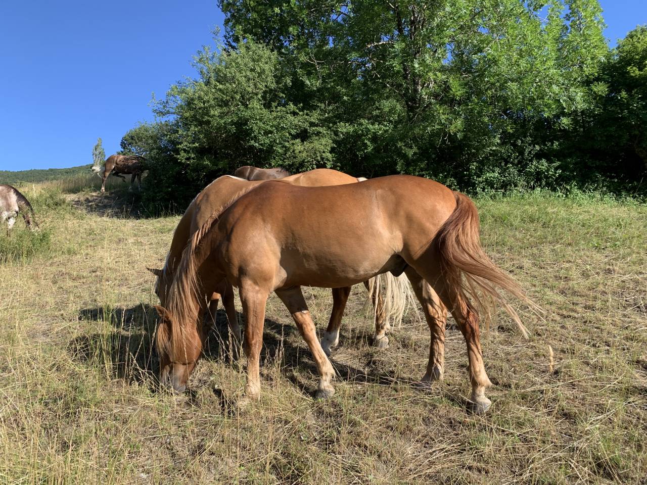 Cheval de loisir OC 5 ans