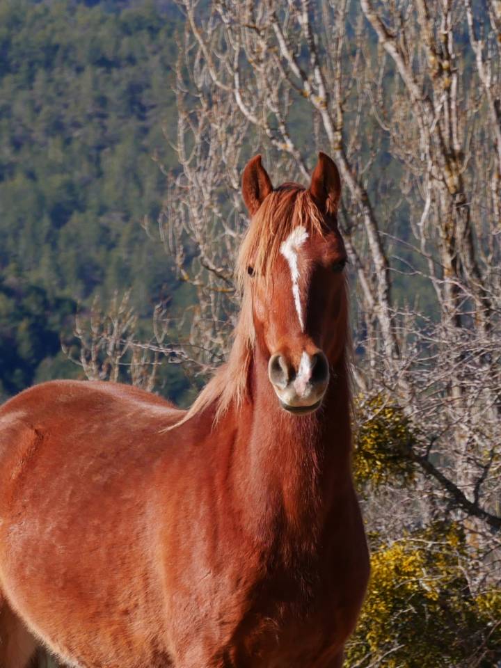 Cheval de loisir OC 5 ans