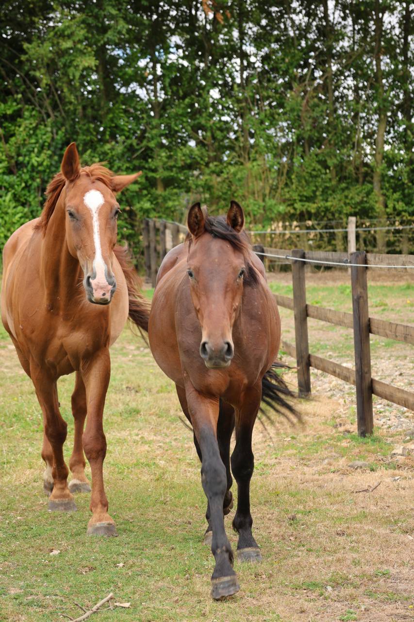 Magnifique m&acirc;le de 2 ans &ndash; Origines sport