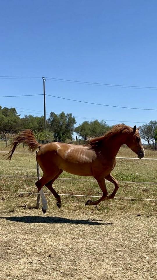 Jument Anglo arabe 4 ans orientation sport etendurance 
