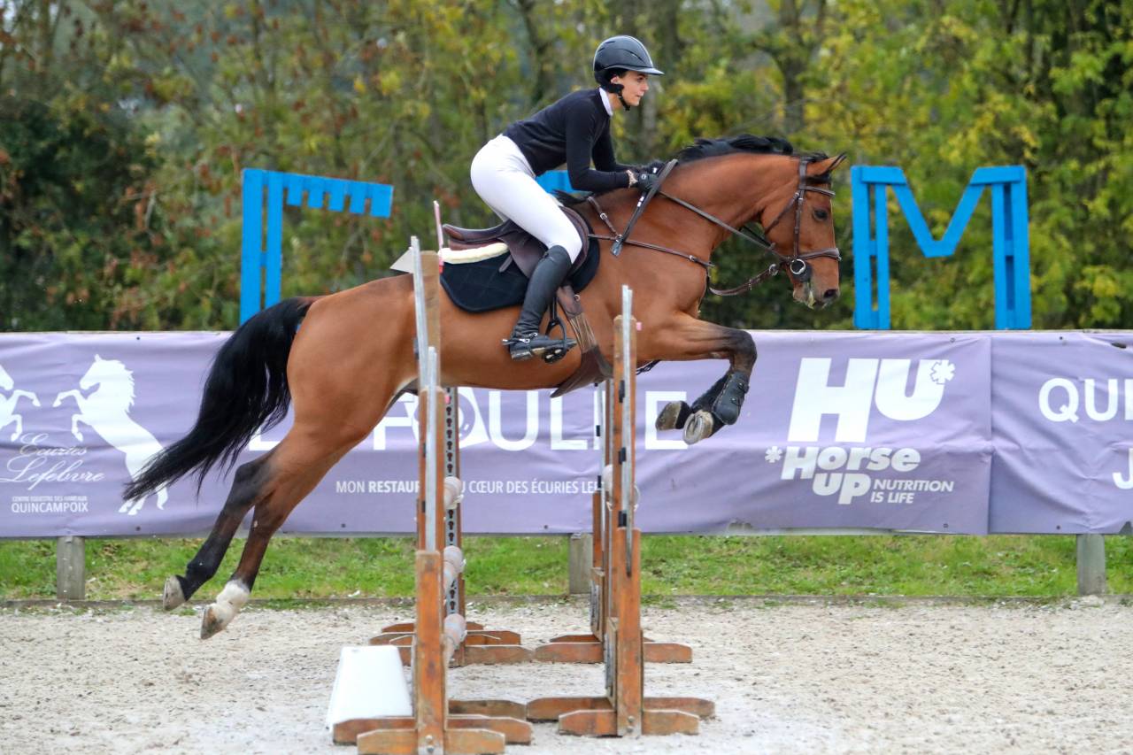 Hongre Selle Fran&ccedil;ais 6 ans 