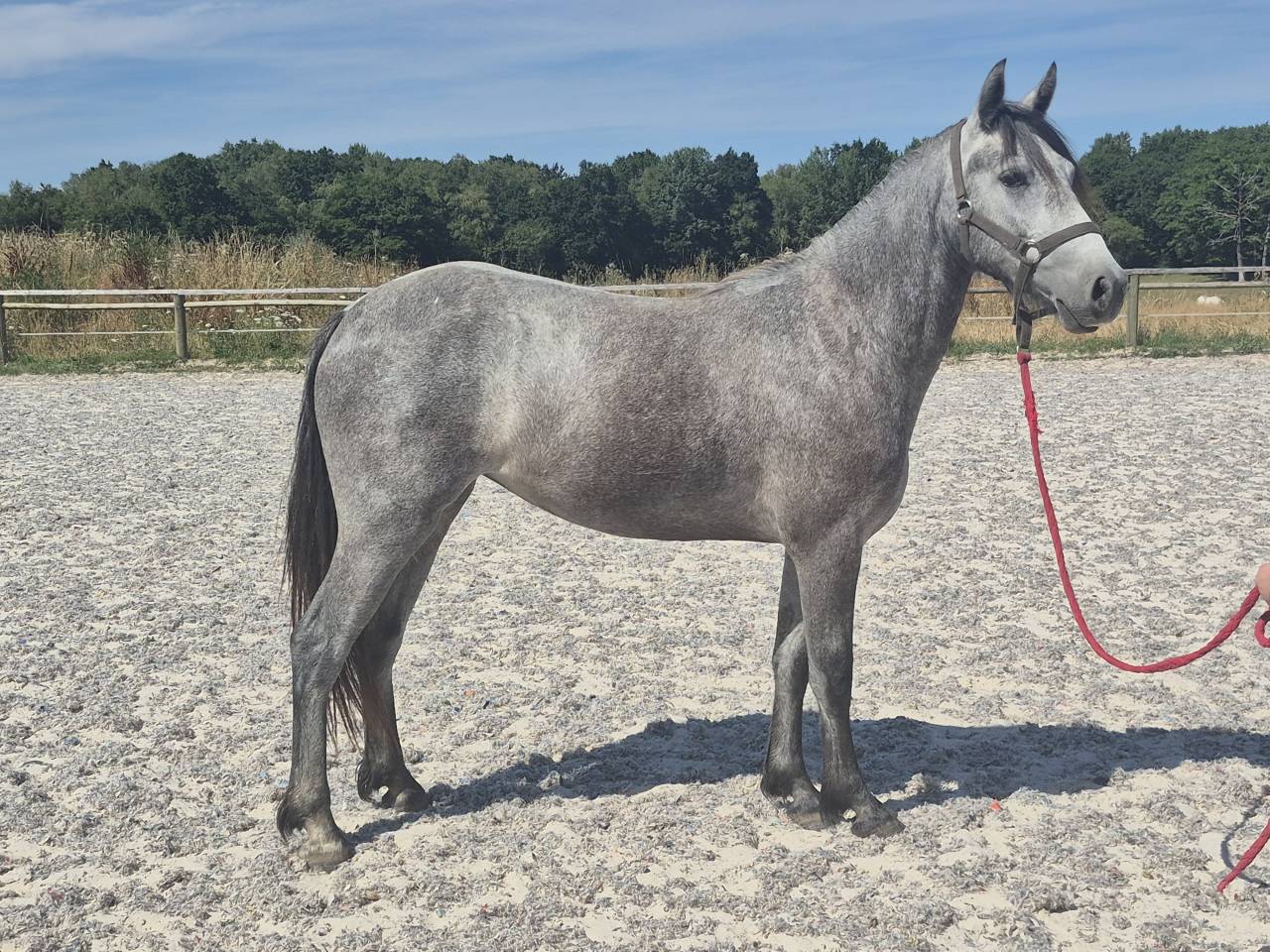 Ponette Wpb - cso - cce - sport