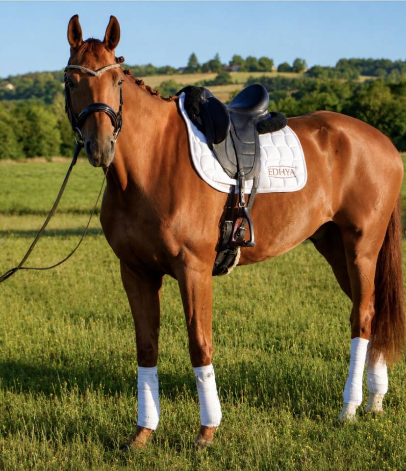 Hongre - Hanovrien - 8 ans - Dressage - France 