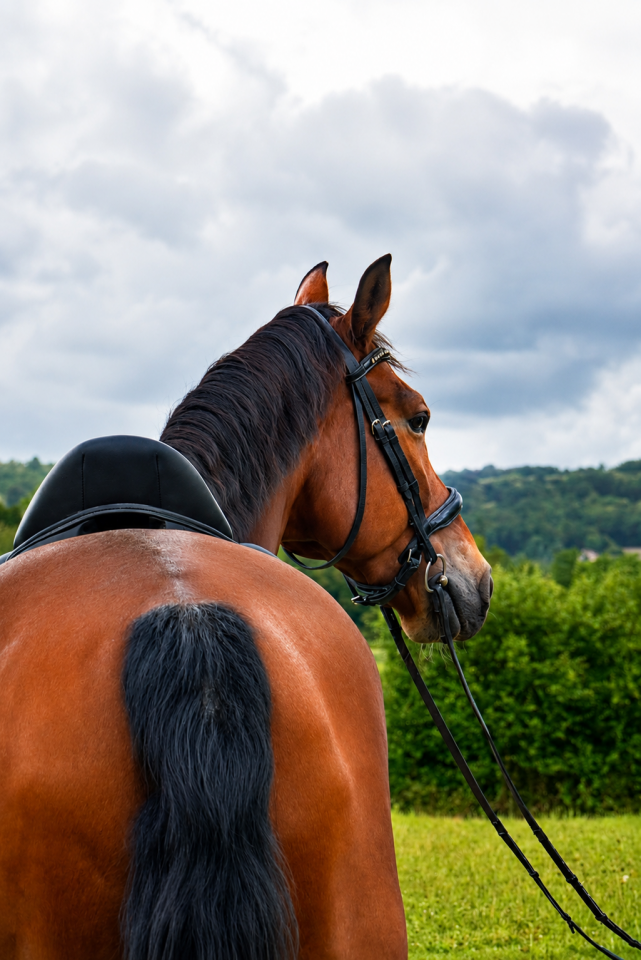 Hongre - KWPN - 12 ans - CSO / Hunter - France 