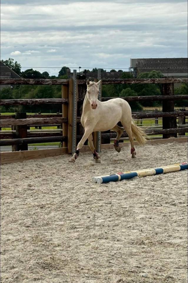 Poney de loisir sympa et polyvalent