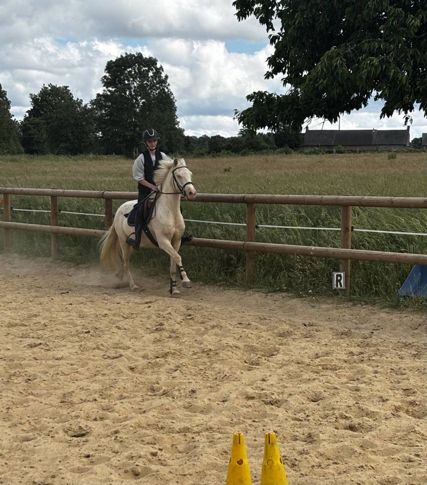 Poney de loisir sympa et polyvalent
