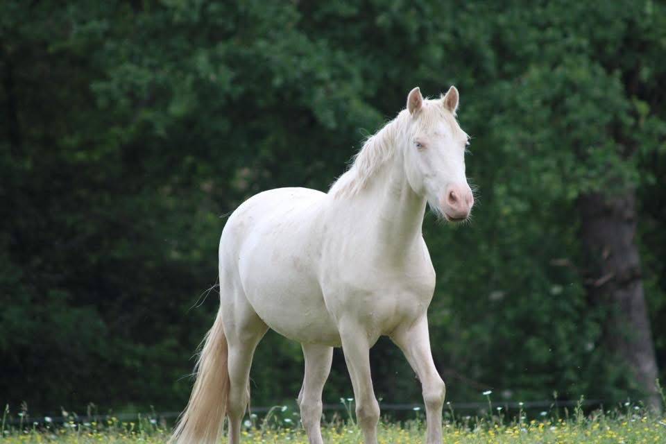 Poney de loisir sympa et polyvalent
