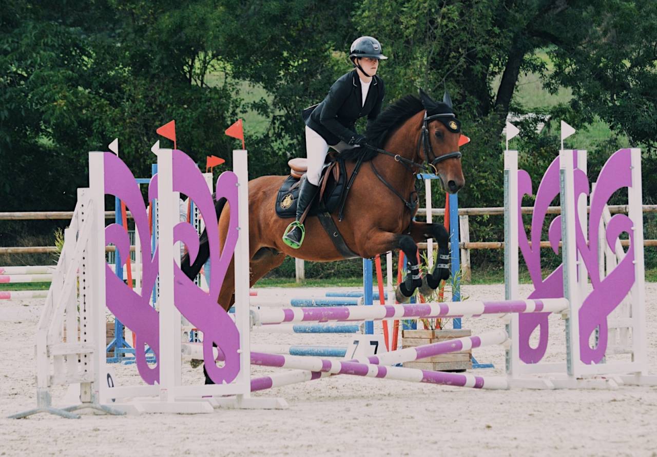 Hongre de 6 ans pour loisir/cso