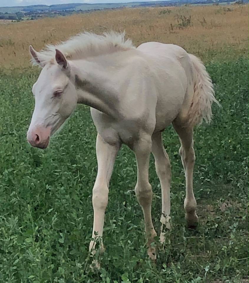 Poulain Futur Grand Poney / Petit Cheval