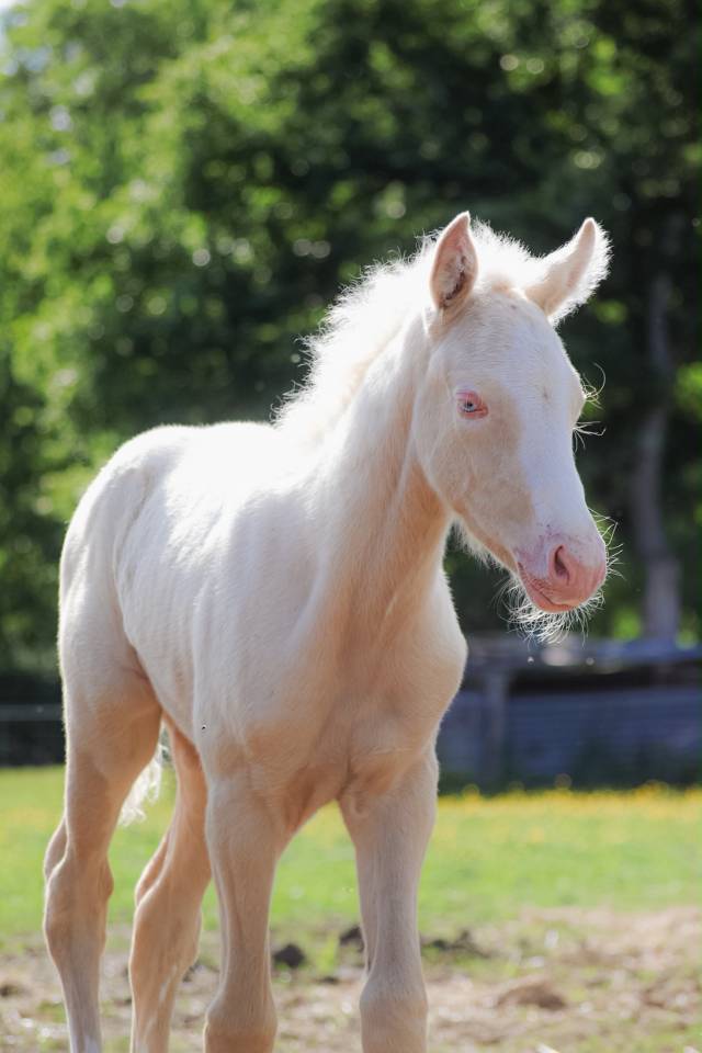 Poulain Futur Grand Poney / Petit Cheval