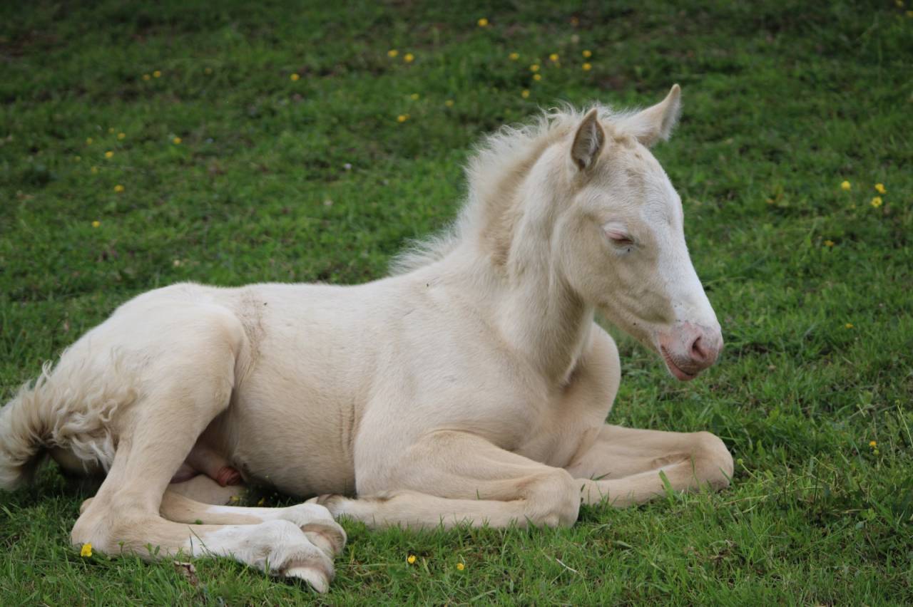 Poulain Futur Grand Poney / Petit Cheval