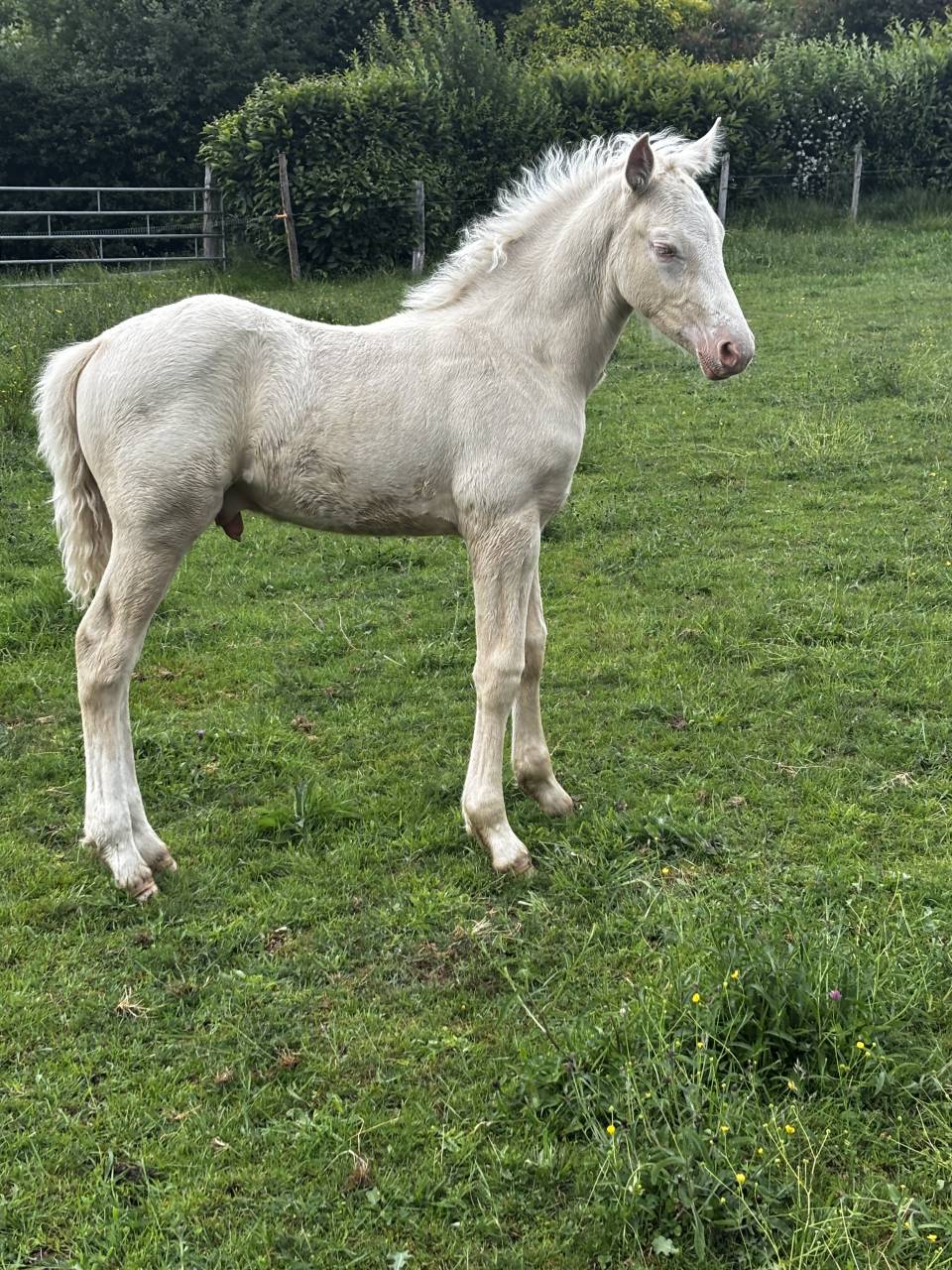 Poulain Futur Grand Poney / Petit Cheval