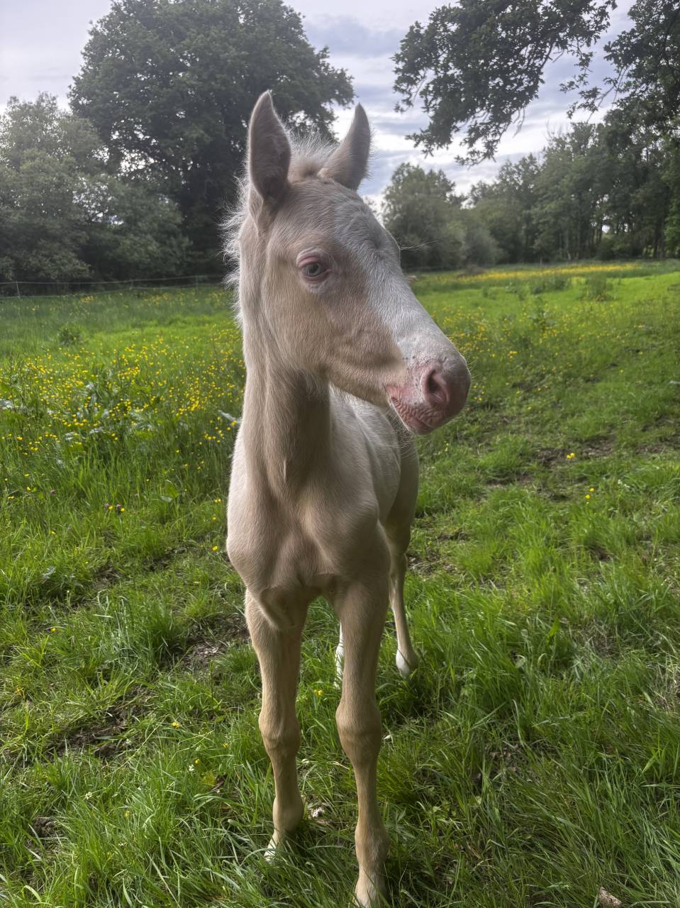 Poulain Futur Grand Poney / Petit Cheval